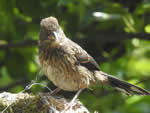 Young Towhee